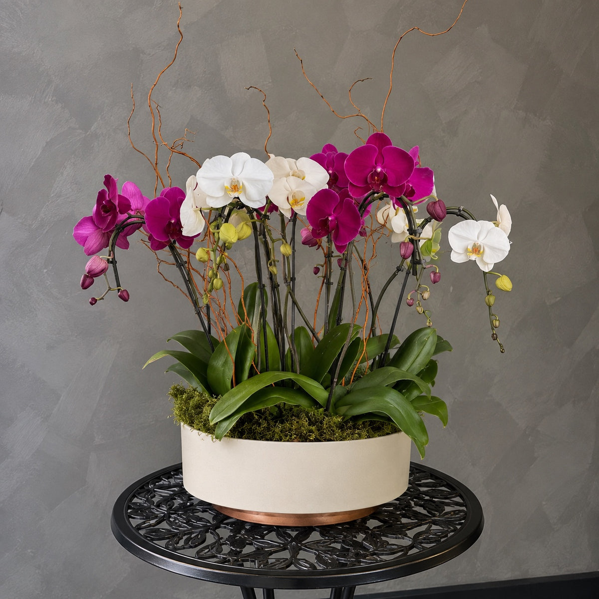 Luxury Orchid Garden with premium Phalaenopsis orchids in an elegant planter